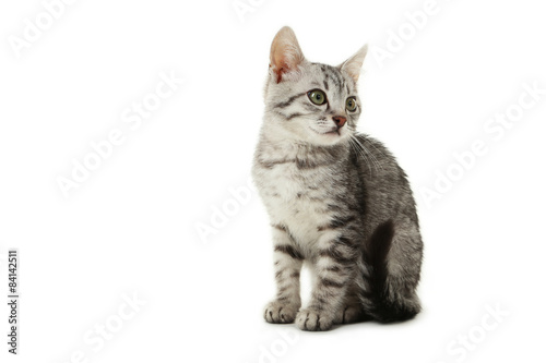 Beautiful cat isolated on white © 5second