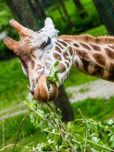 Giraffe beim fressen photo