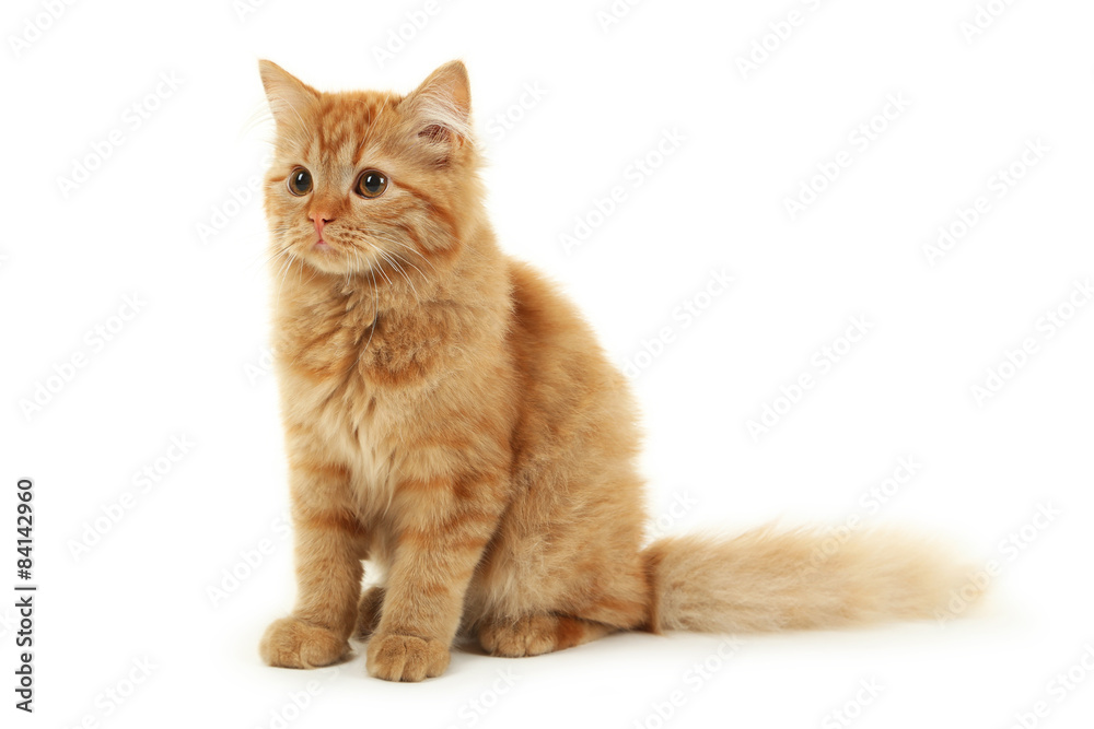 Redhead long hair kitten isolated on white