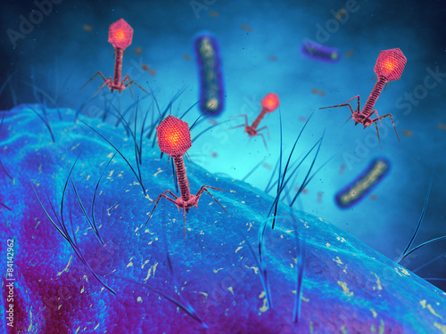 Bacteriophages infecting bacterial cells,Bacterial viruses