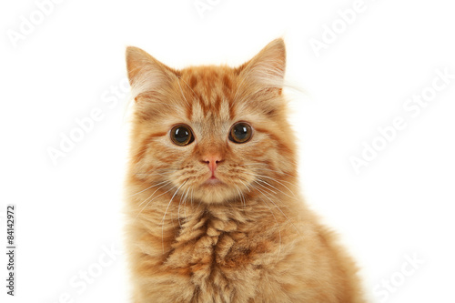 Portrait of redhead long hair kitten on white background