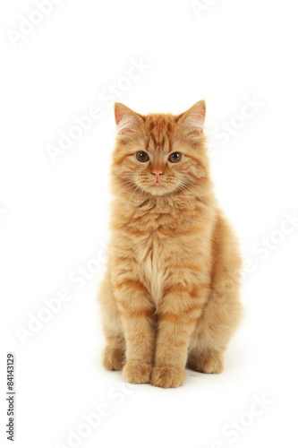 Redhead long hair kitten isolated on white
