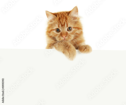 Redhead long hair kitten on white banner