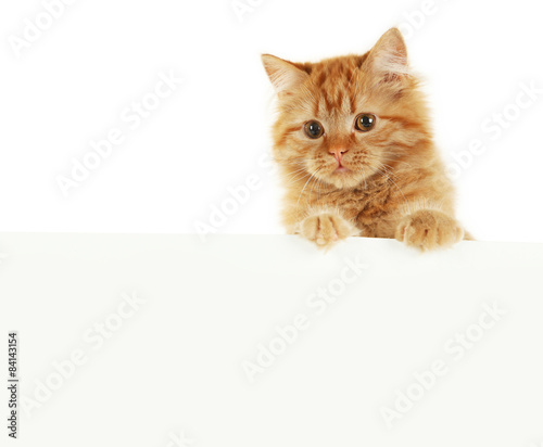 Redhead long hair kitten on white banner