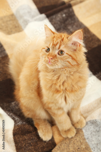 Redhead long hair kitten on warm plaid