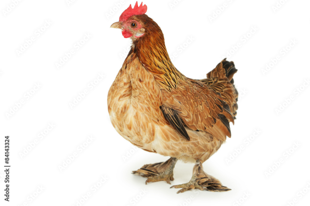 Fototapeta premium Brown hen isolated on white