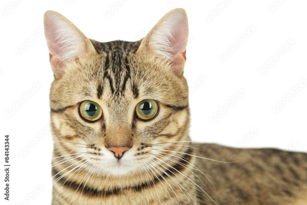 Beautiful cat on white background