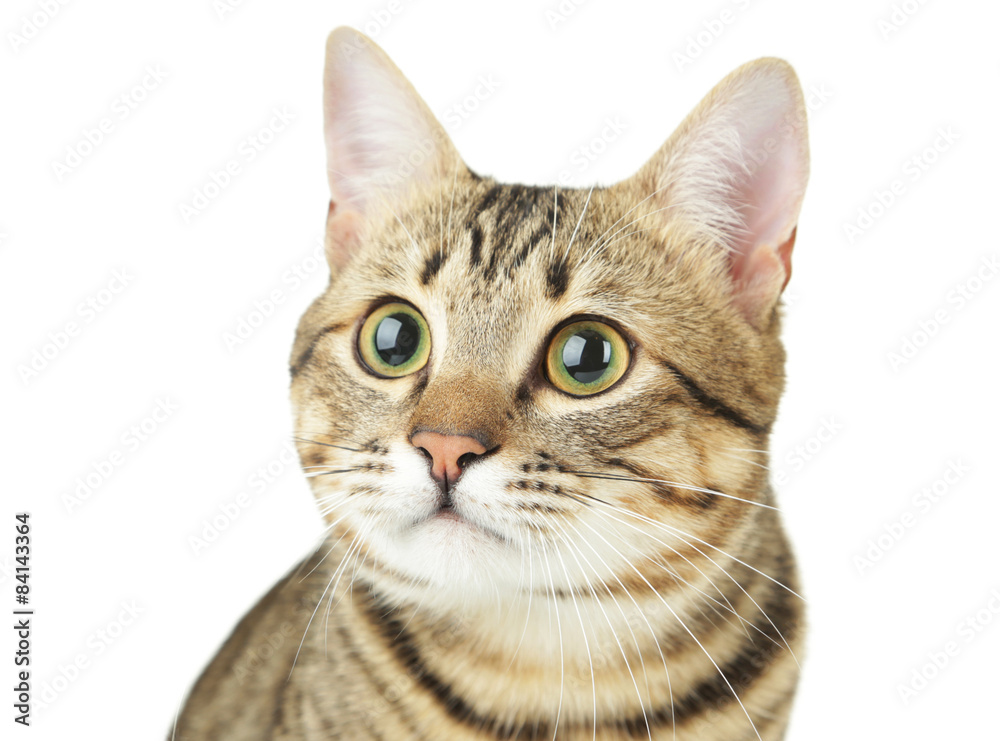 Obraz premium Piękny kot na białym tle