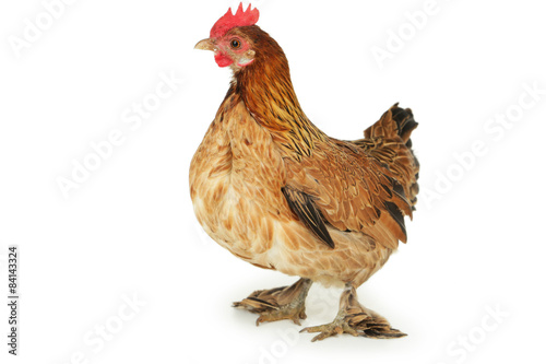 Brown hen isolated on white © 5second