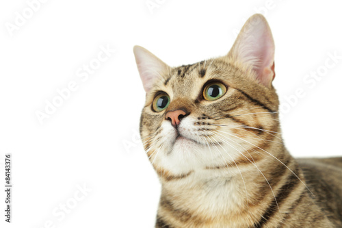 Beautiful cat on white background