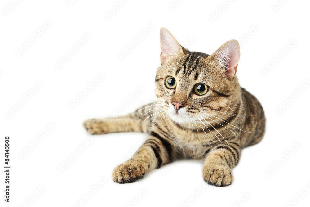 Beautiful cat isolated on white Beautiful cat isolated on white