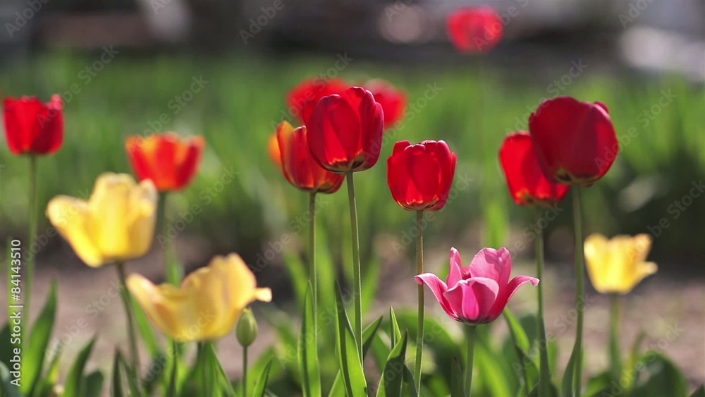 Red tulips grow up on green garden Red tulips grow up on green garden