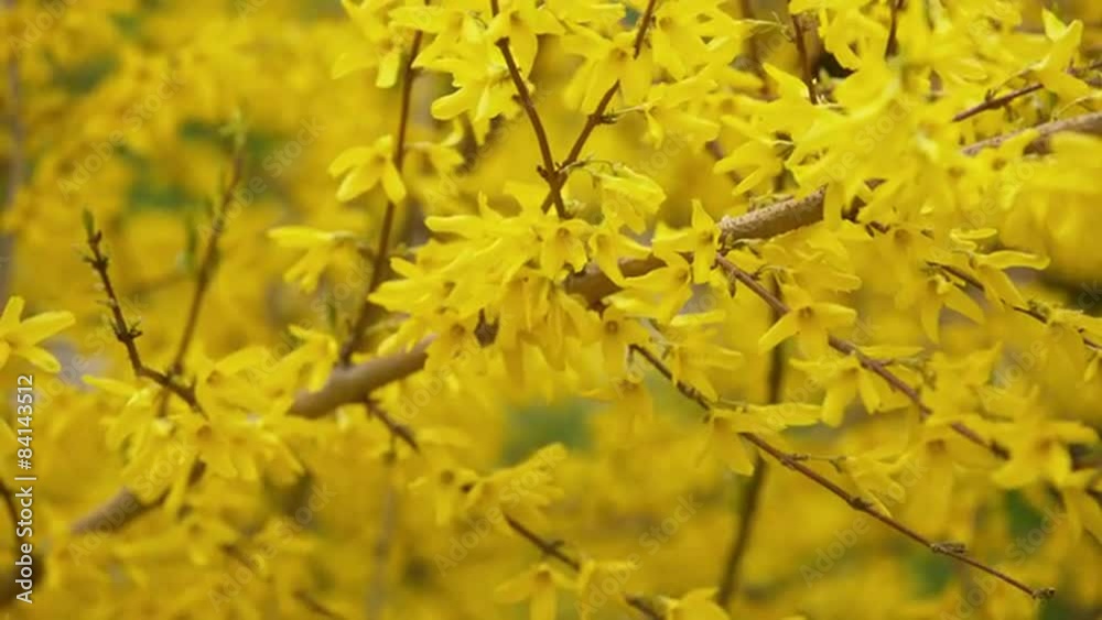closeup video of forsythias flowers in bloom, prores footage closeup video of forsythias flowers in bloom, prores footage