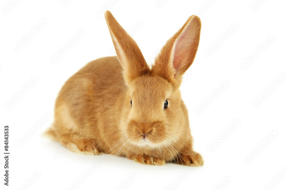 Obraz premium Young red rabbit isolated on white