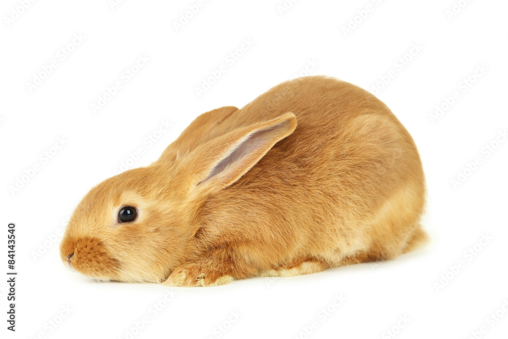 Obraz premium Young red rabbit isolated on white