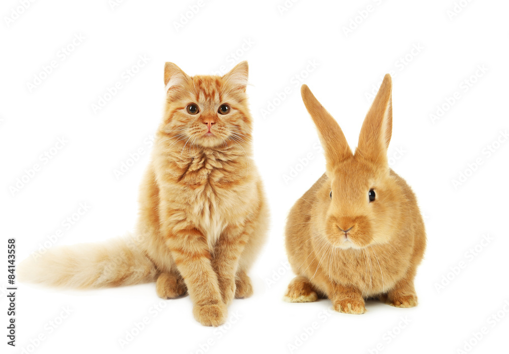 Obraz premium Young red rabbit isolated on white