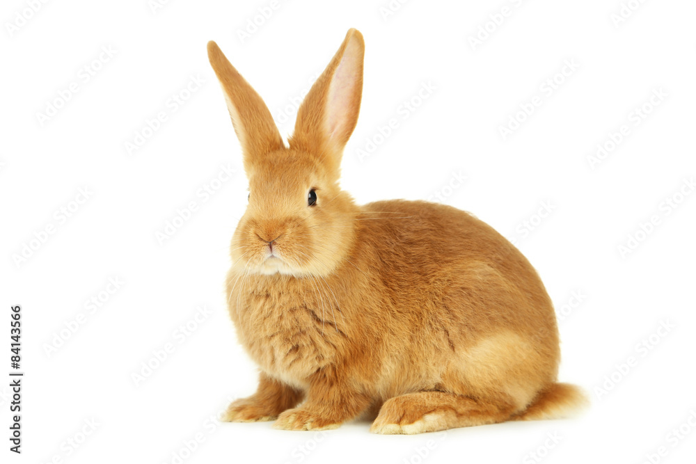 Fototapeta premium Young red rabbit isolated on white