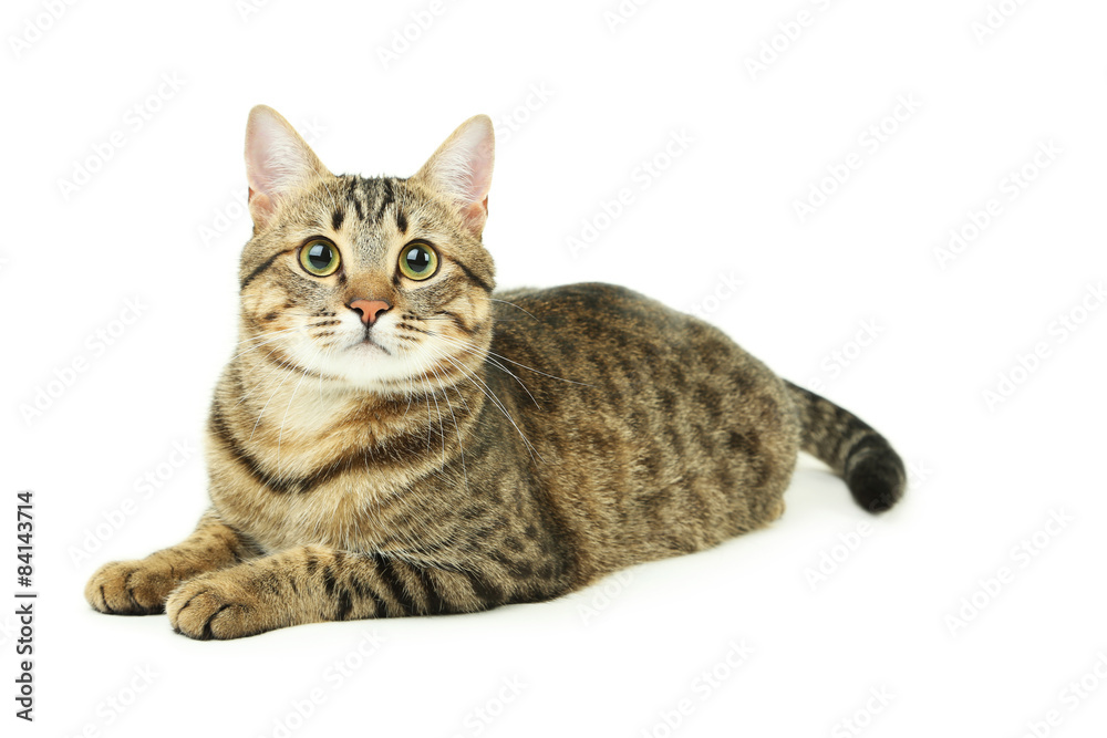 Obraz premium Beautiful cat isolated on white