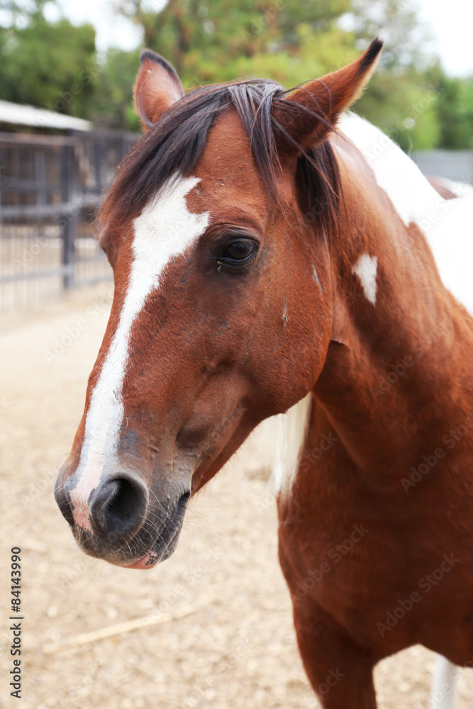 Portrait of nice horse Portrait of nice horse