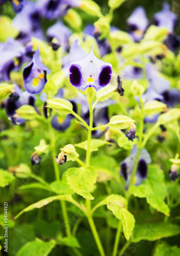 Special Wishbone flowers photo