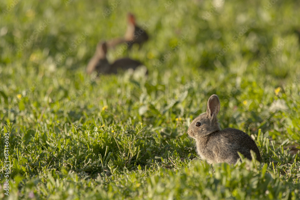 Fototapeta premium European Rabbit or Common Rabbit ( Oryctolagus cuniculus )