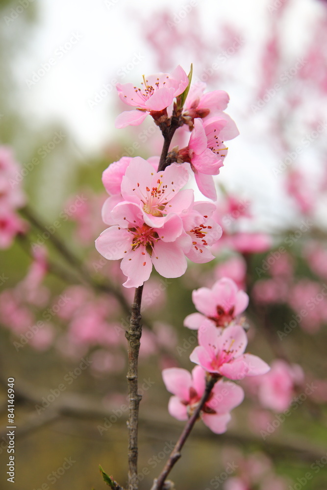 Obraz premium Kwitnąca brzoskwinia