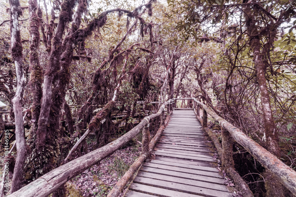 Beautiful rain forest at Angka nature trail in blue tone Beautiful rain forest at Angka nature trail in blue tone