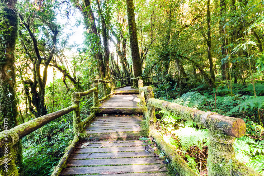 Obraz premium Beautiful rain forest at trail in doi inthanon national park