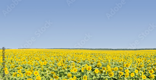 Field of ripe sunflowers with blue sky