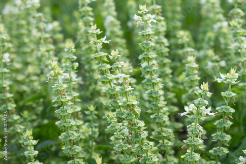 Floral background of blossoming basil herbs