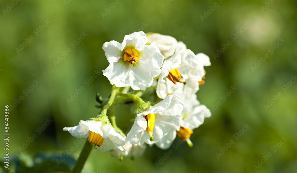 potatoes flower potatoes flower