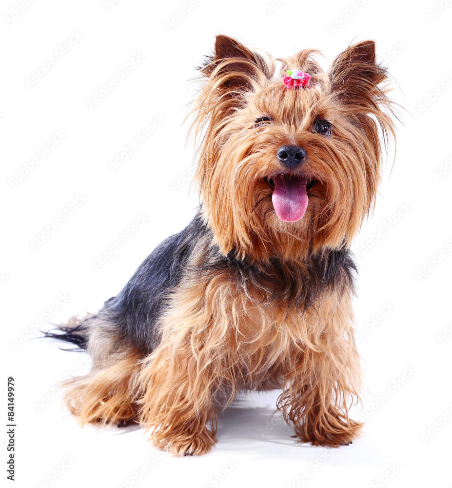 Cute Yorkshire terrier dog isolated on white