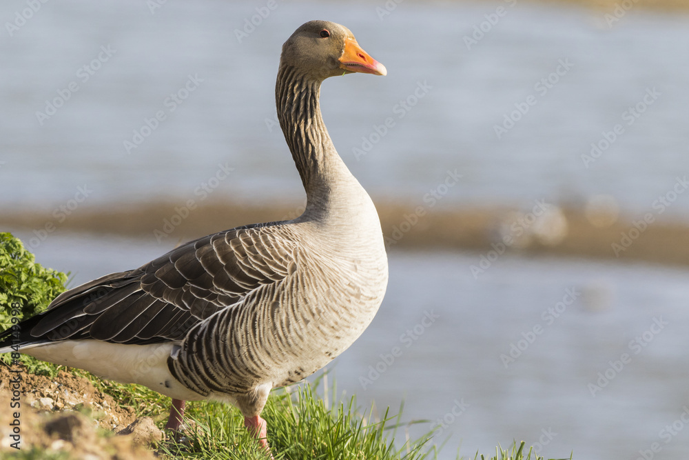 Pink footed Goose Pink footed Goose