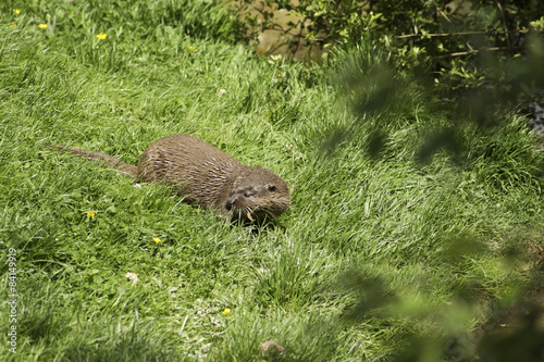 wet otter with chick in mouth