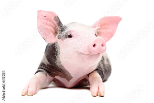 Canvas Print Portrait of the funny little pig