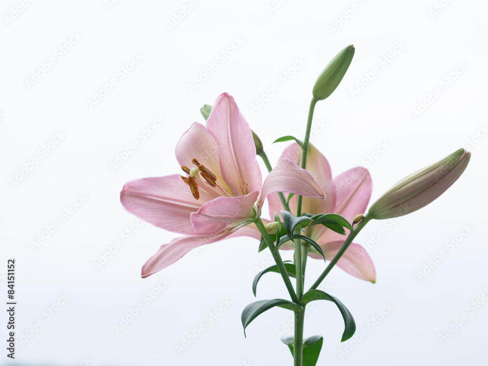 Fototapeta premium 桃色のスカシユリ