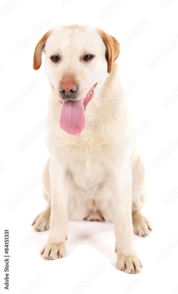 Cute dog isolated on white background