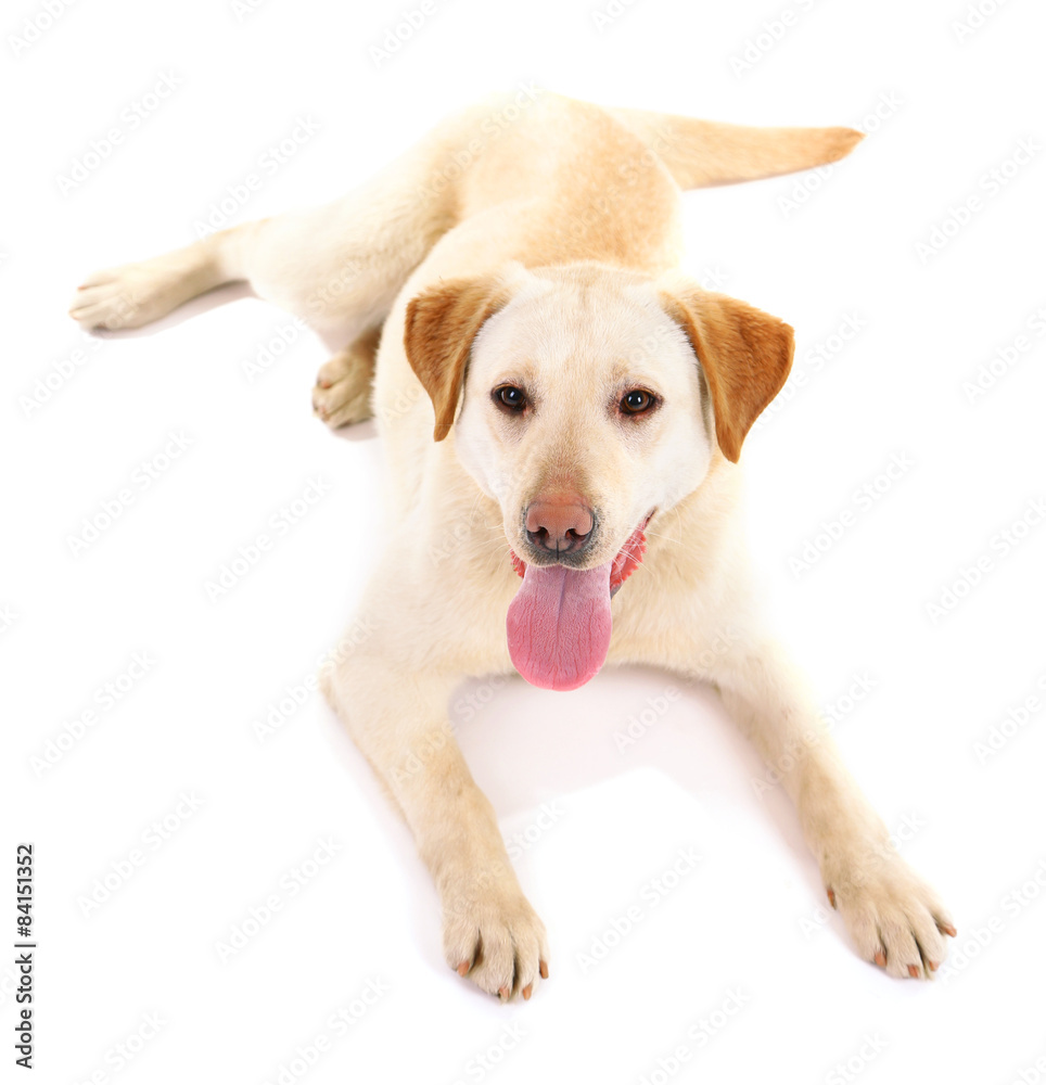 Cute dog isolated on white background Cute dog isolated on white background