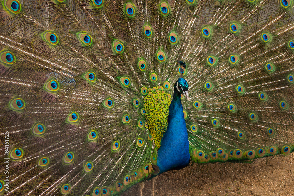 Naklejka premium beautiful peacock