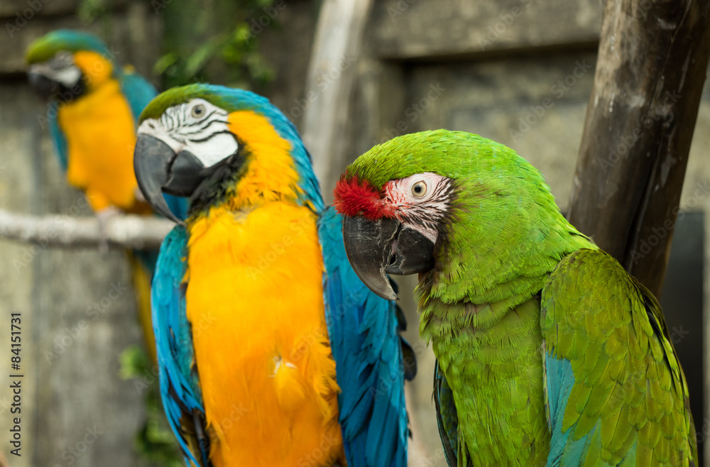 nice parrots