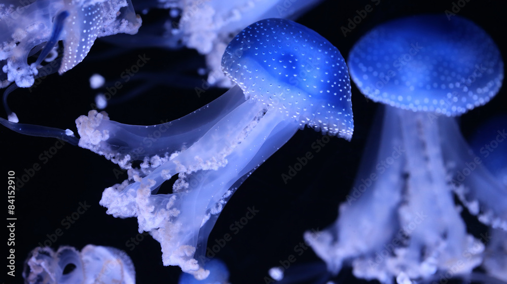 Obraz premium Close-up of jellyfish Phyllorhiza punctata 02