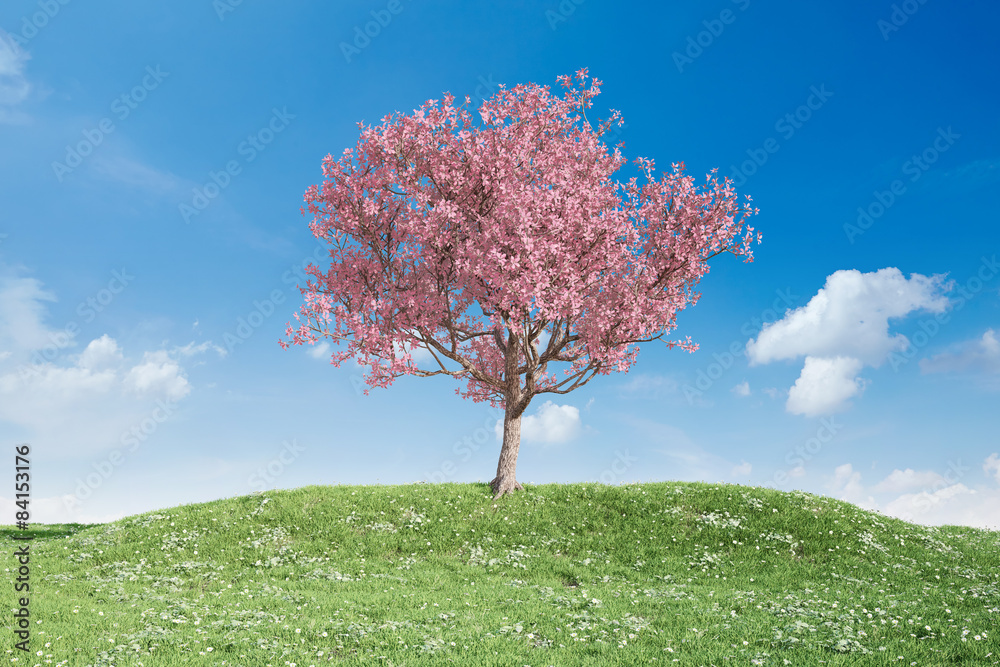 Fototapeta premium Blühender Kirschbaum auf Wiese vor Himmel