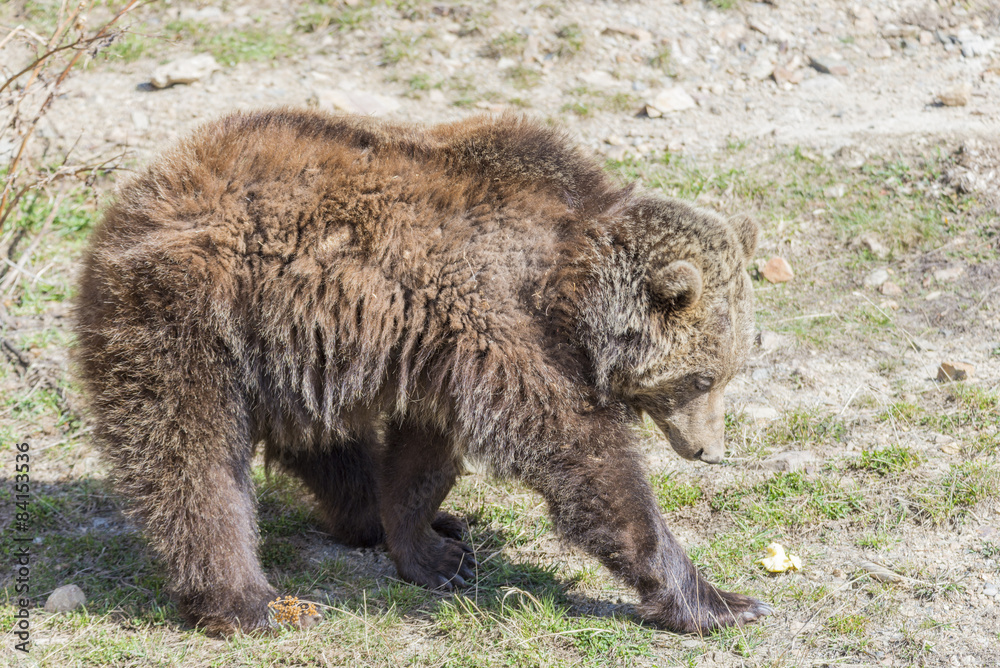 brown bear searching for food brown bear searching for food