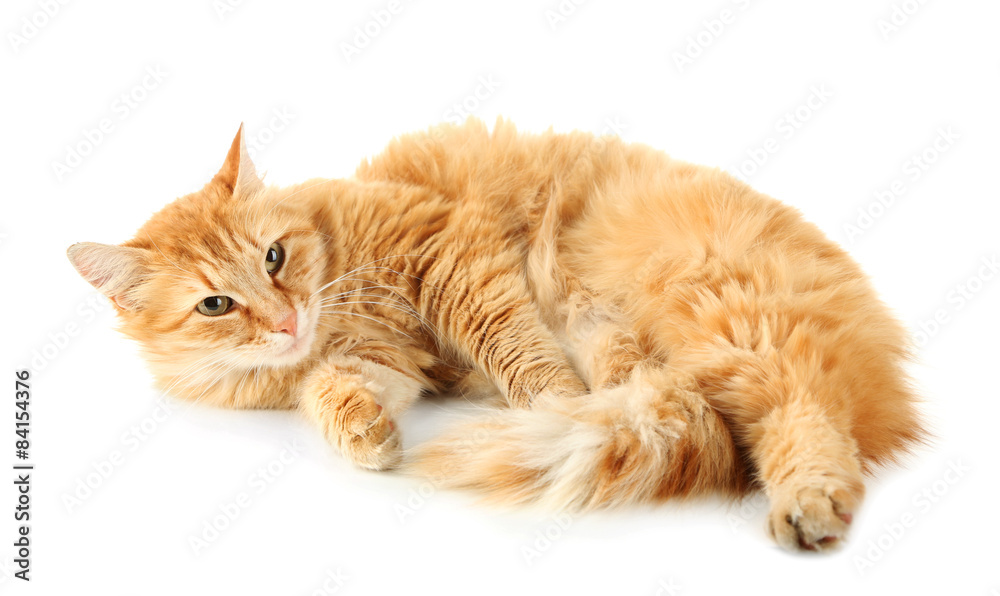 Red cat isolated on white background