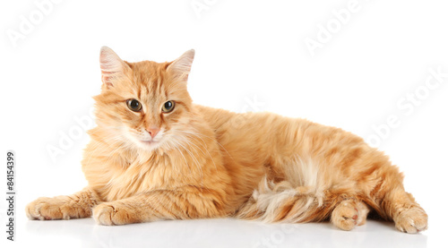 Red cat isolated on white background © Africa Studio