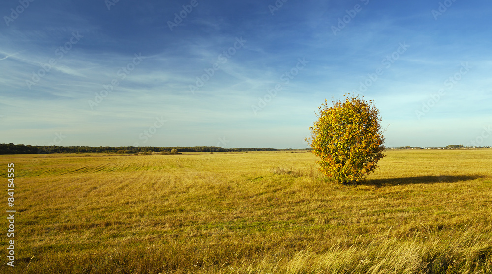 Obraz premium tree in the field 