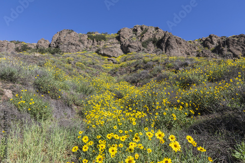 Fototapeta Naklejka Na Ścianę i Meble -  Wild Bush Sunflowers in Thousand Oaks, California.