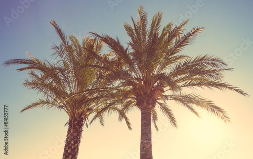 Palm trees in a warm summer sunset