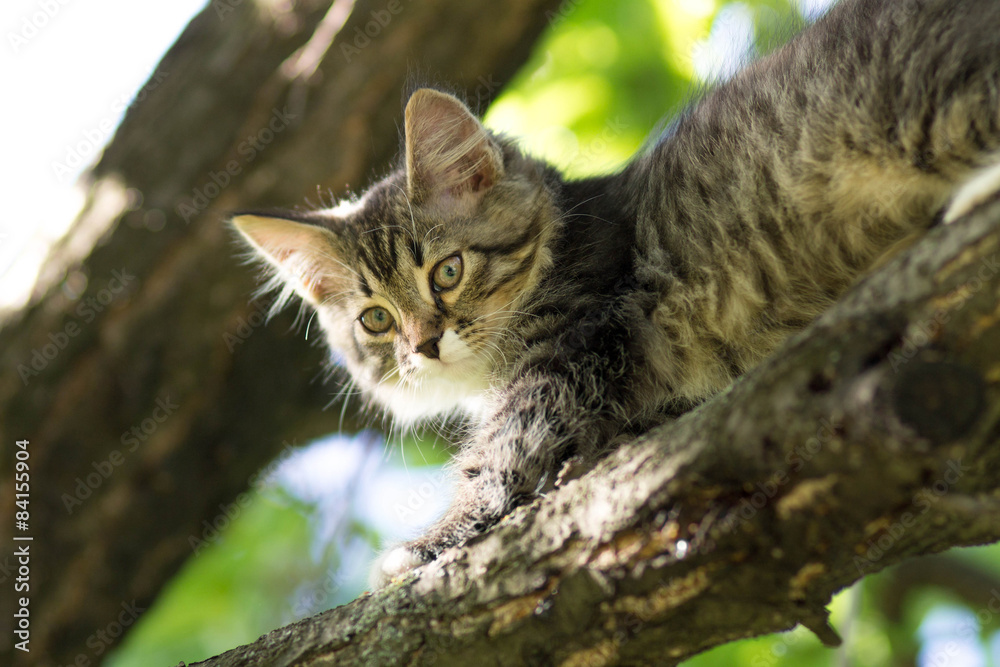 small fluffy kitten climbs on a tree small fluffy kitten climbs on a tree