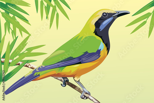 cute bird vector